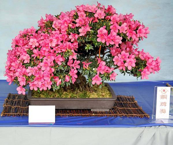 DSC_4565.jpg DSC_4565.jpg