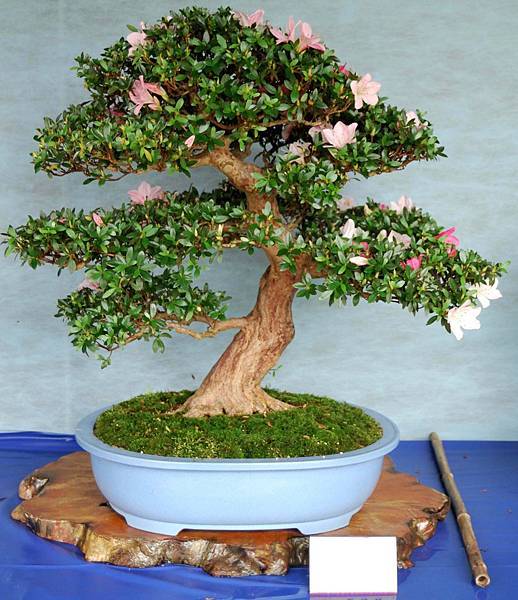 DSC_4566.jpg DSC_4566.jpg