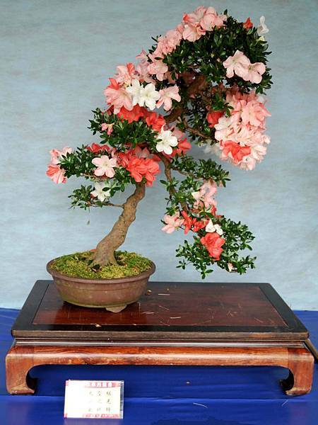 DSC_4568.jpg DSC_4568.jpg