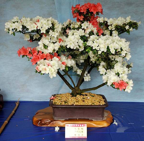 DSC_4569.jpg DSC_4569.jpg