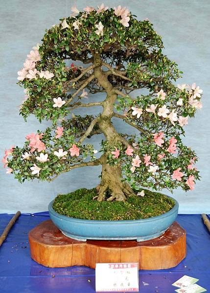 DSC_4572.jpg DSC_4572.jpg