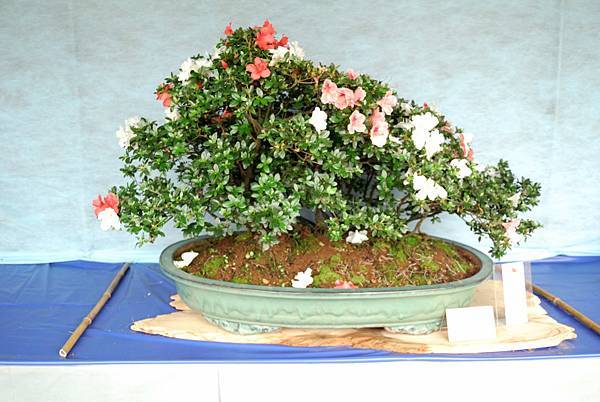 DSC_4574.jpg DSC_4574.jpg