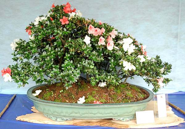 DSC_4575.jpg DSC_4575.jpg