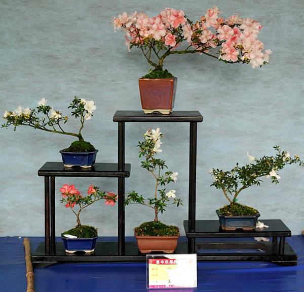 DSC_4584.jpg DSC_4584.jpg