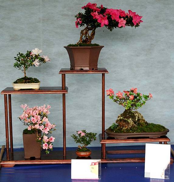 DSC_4587.jpg DSC_4587.jpg