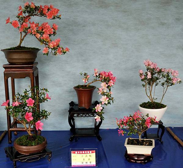 DSC_4589.jpg DSC_4589.jpg