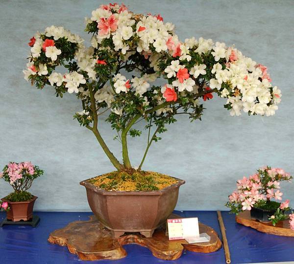 DSC_4591.jpg DSC_4591.jpg