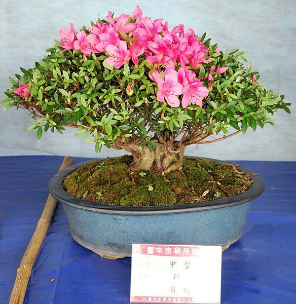 DSC_4593.jpg DSC_4593.jpg