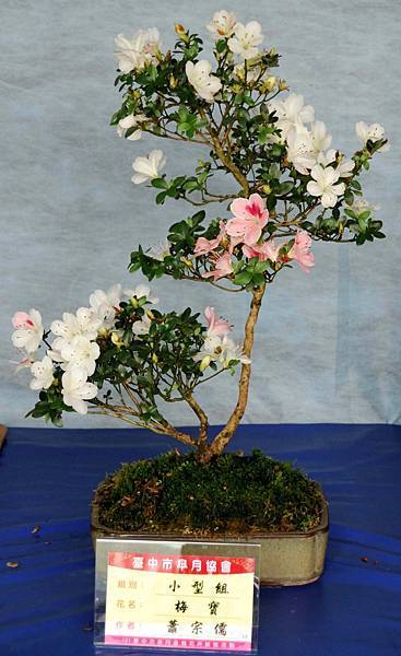 DSC_4595.jpg DSC_4595.jpg