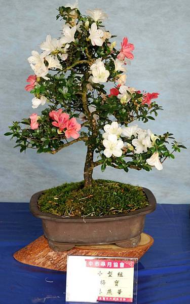 DSC_4594.jpg DSC_4594.jpg