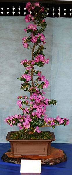 DSC_4596.jpg DSC_4596.jpg