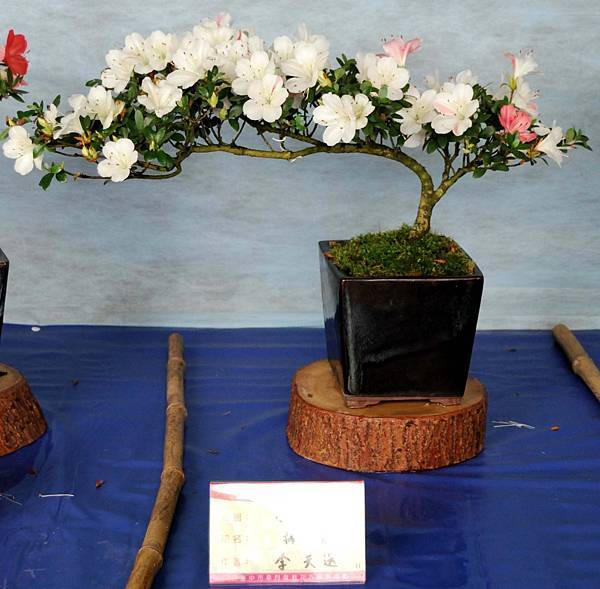 DSC_4600.jpg DSC_4600.jpg