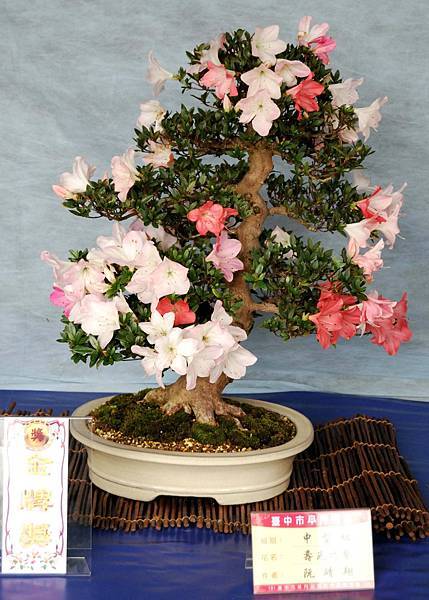 DSC_4598.jpg DSC_4598.jpg