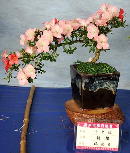 DSC_4599.jpg DSC_4599.jpg