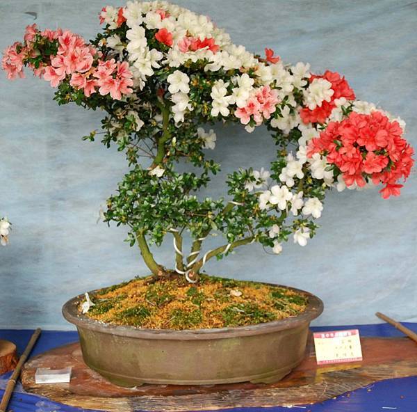 DSC_4602.jpg DSC_4602.jpg