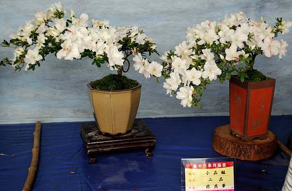 DSC_4601.jpg DSC_4601.jpg