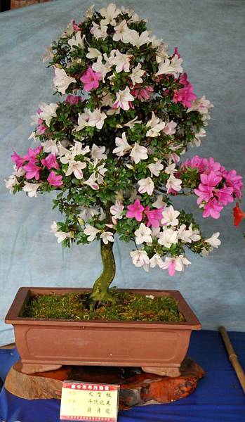 DSC_4604.jpg DSC_4604.jpg