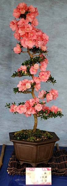 DSC_4606.jpg DSC_4606.jpg