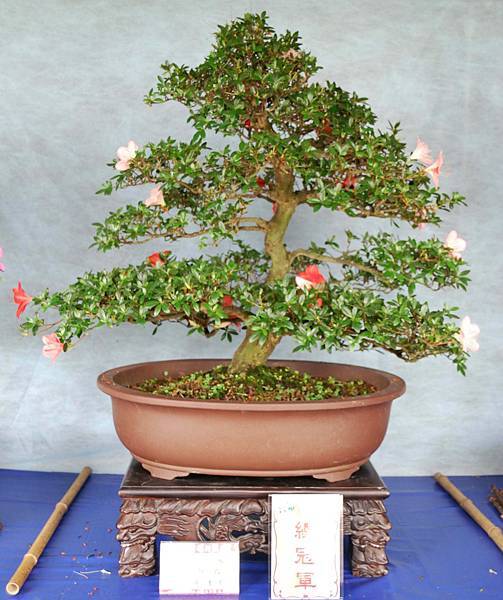 DSC_4605.jpg DSC_4605.jpg