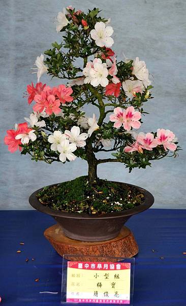 DSC_4609.jpg DSC_4609.jpg