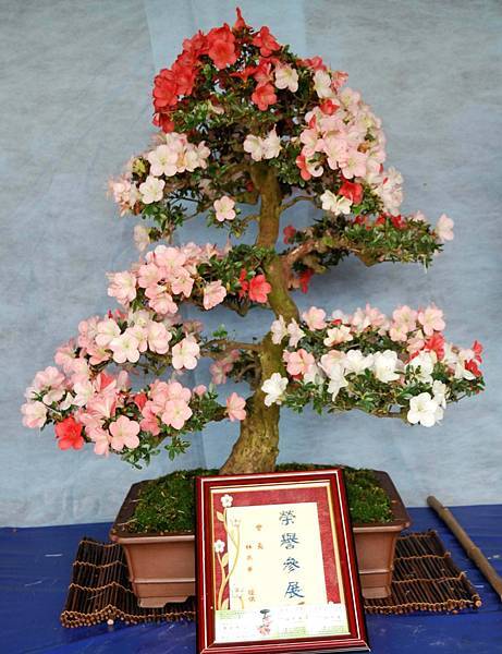 DSC_4611.jpg DSC_4611.jpg