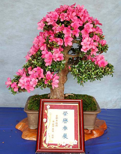 DSC_4610.jpg DSC_4610.jpg