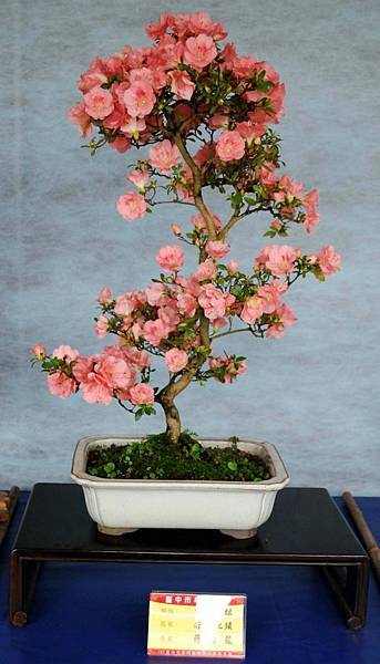 DSC_4614.jpg DSC_4614.jpg