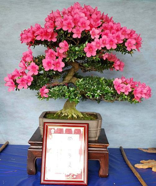 DSC_4616.jpg DSC_4616.jpg