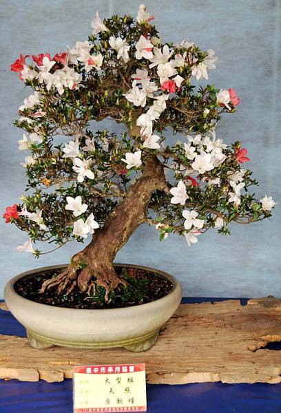 DSC_4615.jpg DSC_4615.jpg