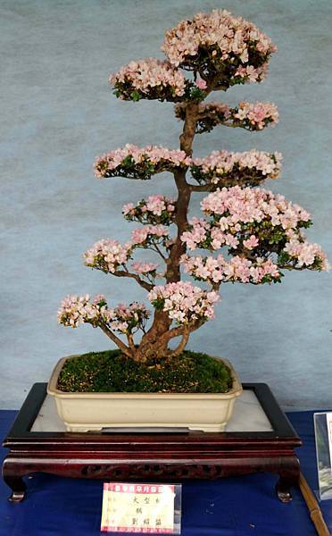 DSC_4619.jpg DSC_4619.jpg