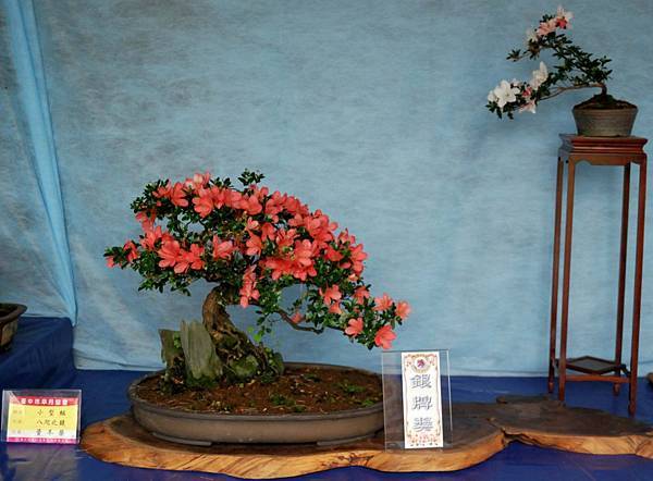 DSC_4625.jpg DSC_4625.jpg