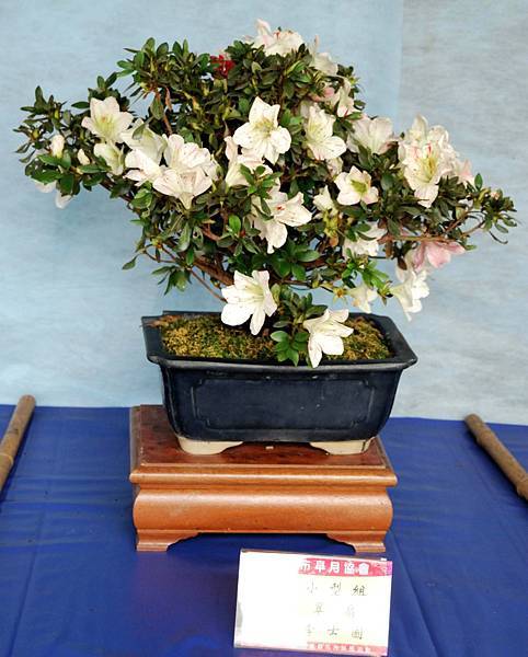 DSC_4627.jpg DSC_4627.jpg