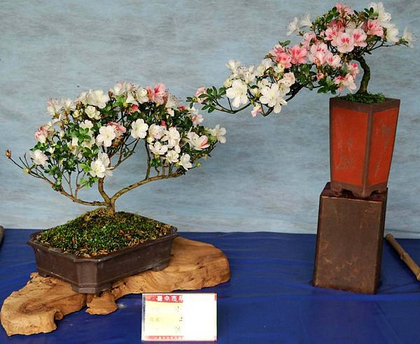 DSC_4629.jpg DSC_4629.jpg