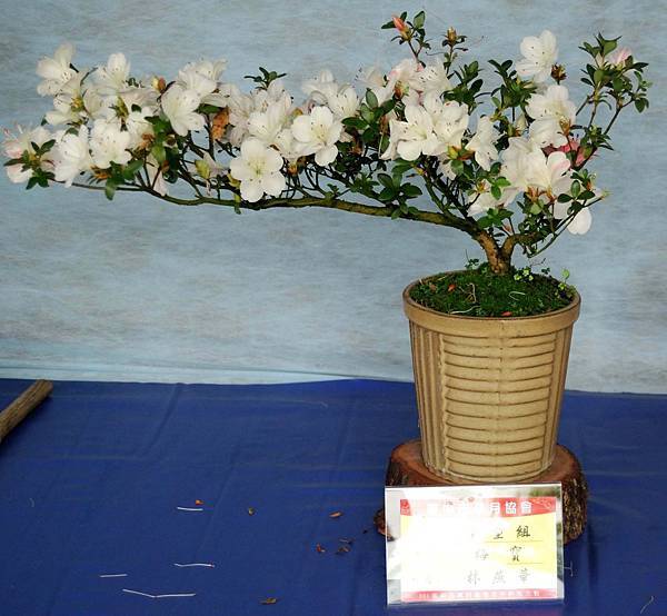 DSC_4631.jpg DSC_4631.jpg