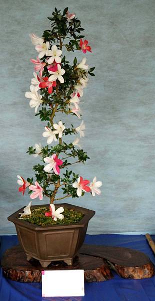 DSC_4637.jpg DSC_4637.jpg