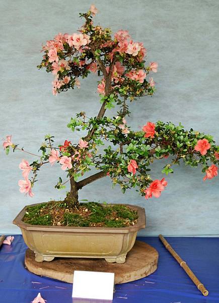 DSC_4640.jpg DSC_4640.jpg