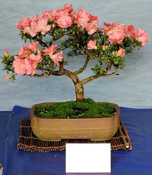 DSC_4639.jpg DSC_4639.jpg