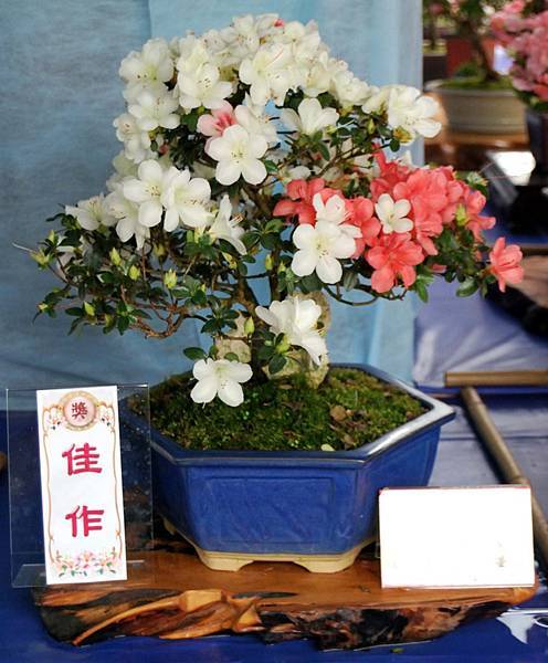 DSC_4641.jpg DSC_4641.jpg