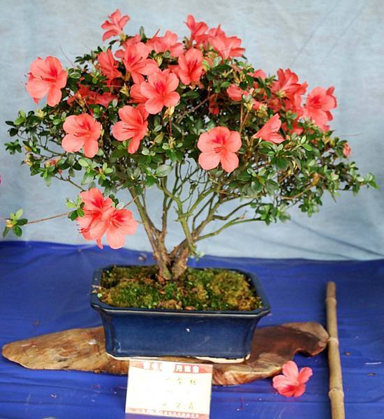 DSC_4642.jpg DSC_4642.jpg