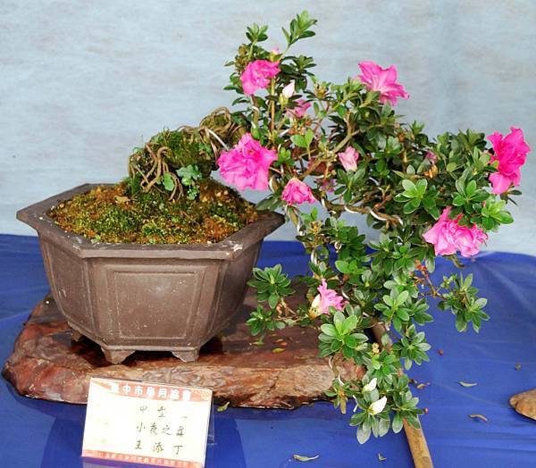 DSC_4643.jpg DSC_4643.jpg