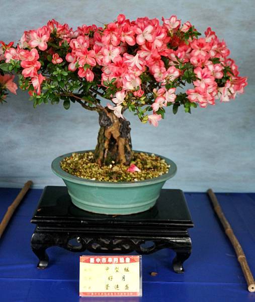 DSC_4646.jpg DSC_4646.jpg