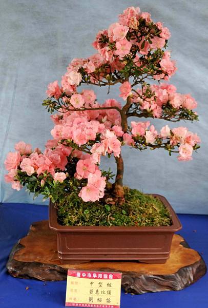 DSC_4649.jpg DSC_4649.jpg