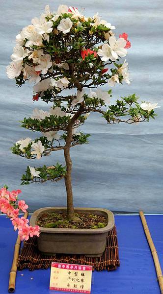 DSC_4653.jpg DSC_4653.jpg