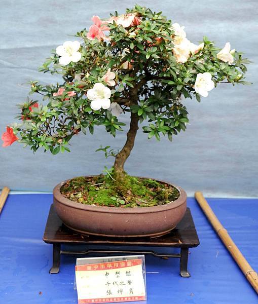 DSC_4654.jpg DSC_4654.jpg