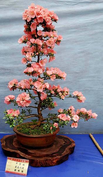 DSC_4655.jpg DSC_4655.jpg