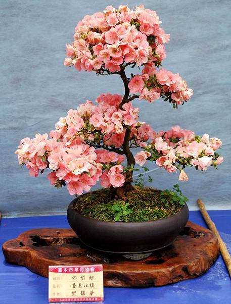 DSC_4657.jpg DSC_4657.jpg