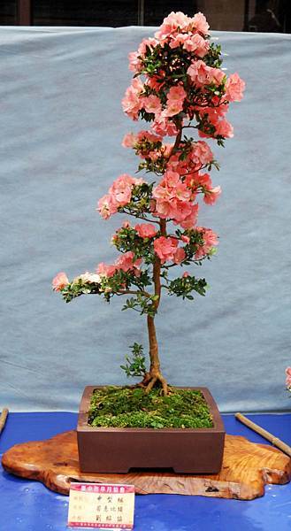 DSC_4659.jpg DSC_4659.jpg