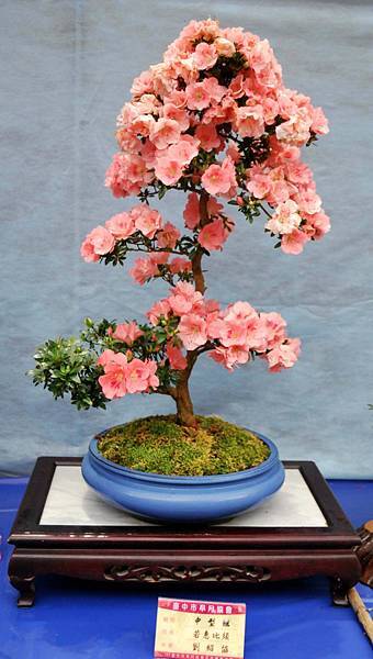 DSC_4662.jpg DSC_4662.jpg