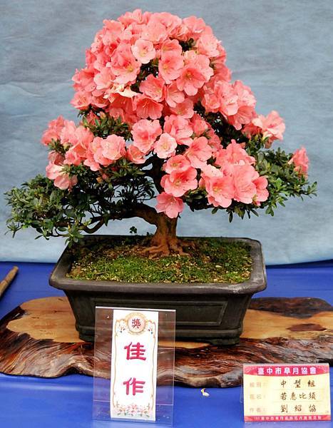 DSC_4663.jpg DSC_4663.jpg