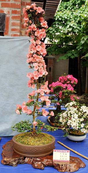 DSC_4664.jpg DSC_4664.jpg